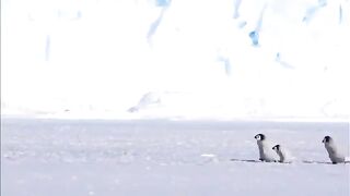 penguins walking side by side