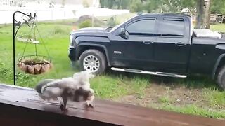 This bird is digging the music so much, it forgot to get dressed :)