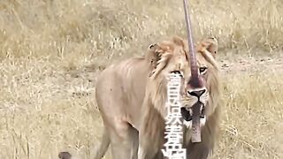 Lions will ????????
