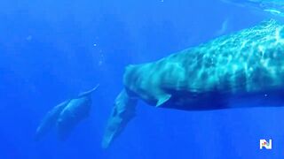 Study finds that whale sounds are actually a language.