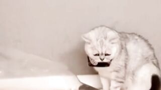 Beautiful cats