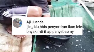 4 penyebab ikan lele MATI setelah DISORTIR❗