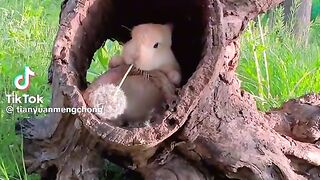Rabbit in the tree