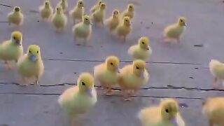 Little duckies pley with lil pup