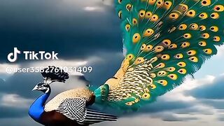 Islami video