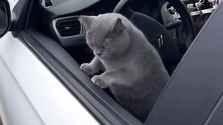 found-a-cat-at-catvideos-cats-cat-fyp-