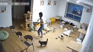 Cat's