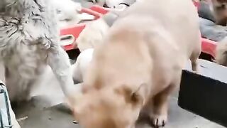 Food Stealing Filthy Dog