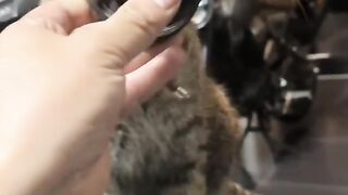 I almost dropped it ???????? viral trending superbike cat