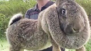 This bunny is an absolute unit