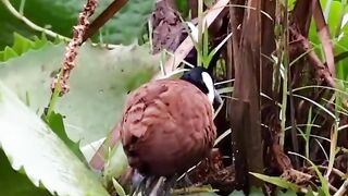 Wait for it