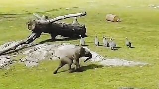 Elephant ???? baby with birds