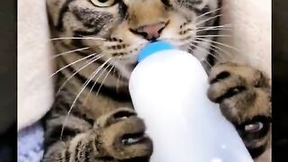The first bottle of milk in the new year
