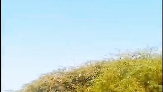 Help on birds