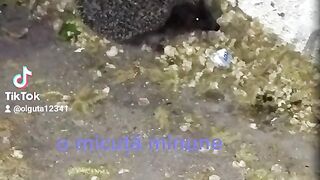 Atît de drăgălaș