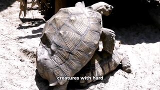 Turtles: Ancient creatures with hard shells  Introduction: