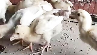 Chicken reading