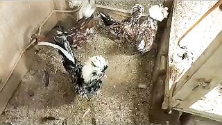 Chicken feathers
