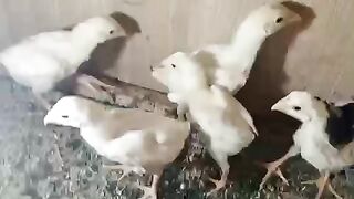 Chicken feeder