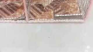 Feed feed them well