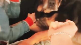 Funnydogs