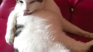 Nemo groaming