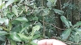 Colibrí