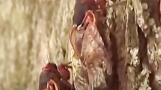 حشرات الزير الزومبي