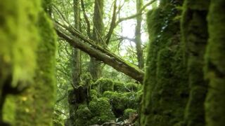 #shinrinyoku #forestbathing #fantasy #fairytale #forestlovers