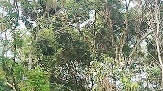 The trees in the forest are already big