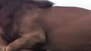 animal video#khan