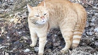 cat ????????