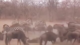 Zebra kick kills animals