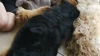 This dog cried when his best friend died