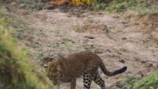 Escape from Tiger | Nature video