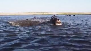 Hippo just wanted some peace and quiet