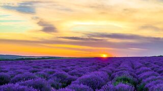 Sunset over lavender field - adalinetv