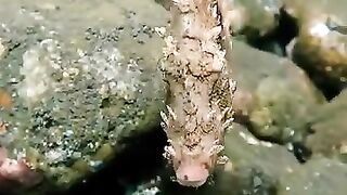 Ocean life