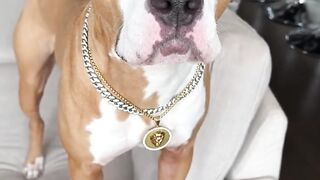 My Dog Speaks Perfect English
