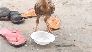Ayam lucu