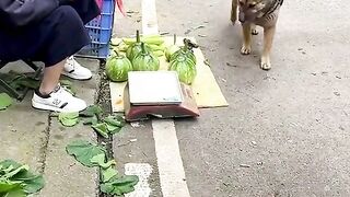 amazing smart dog