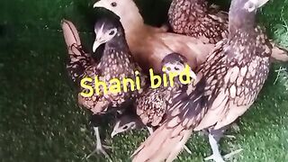 Rishto ko kia kehtay Hain