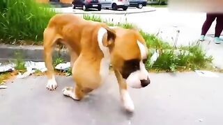 Animals That Asked People for Help & Kindness Caught On Camera !