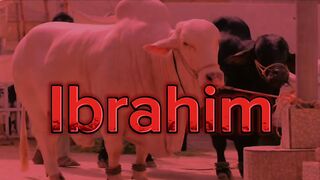 Lo a gai qurbani