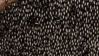 Honey Comb | shorts video tiktok | shorts video editing, #shortsfeed #shorts