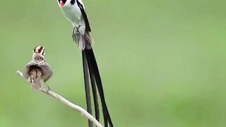 #5bird