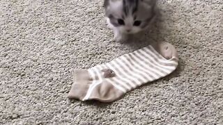 Cute Kitten interact with human