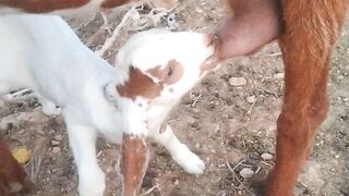 Bakari bachy ko dhodh pelaty howi
