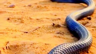Snake and tigers.