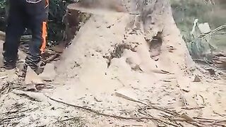 alando un árbol gigante.escribe al canal ️️???? deja un like _HIGH.